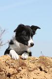 BORDER COLLIE 363